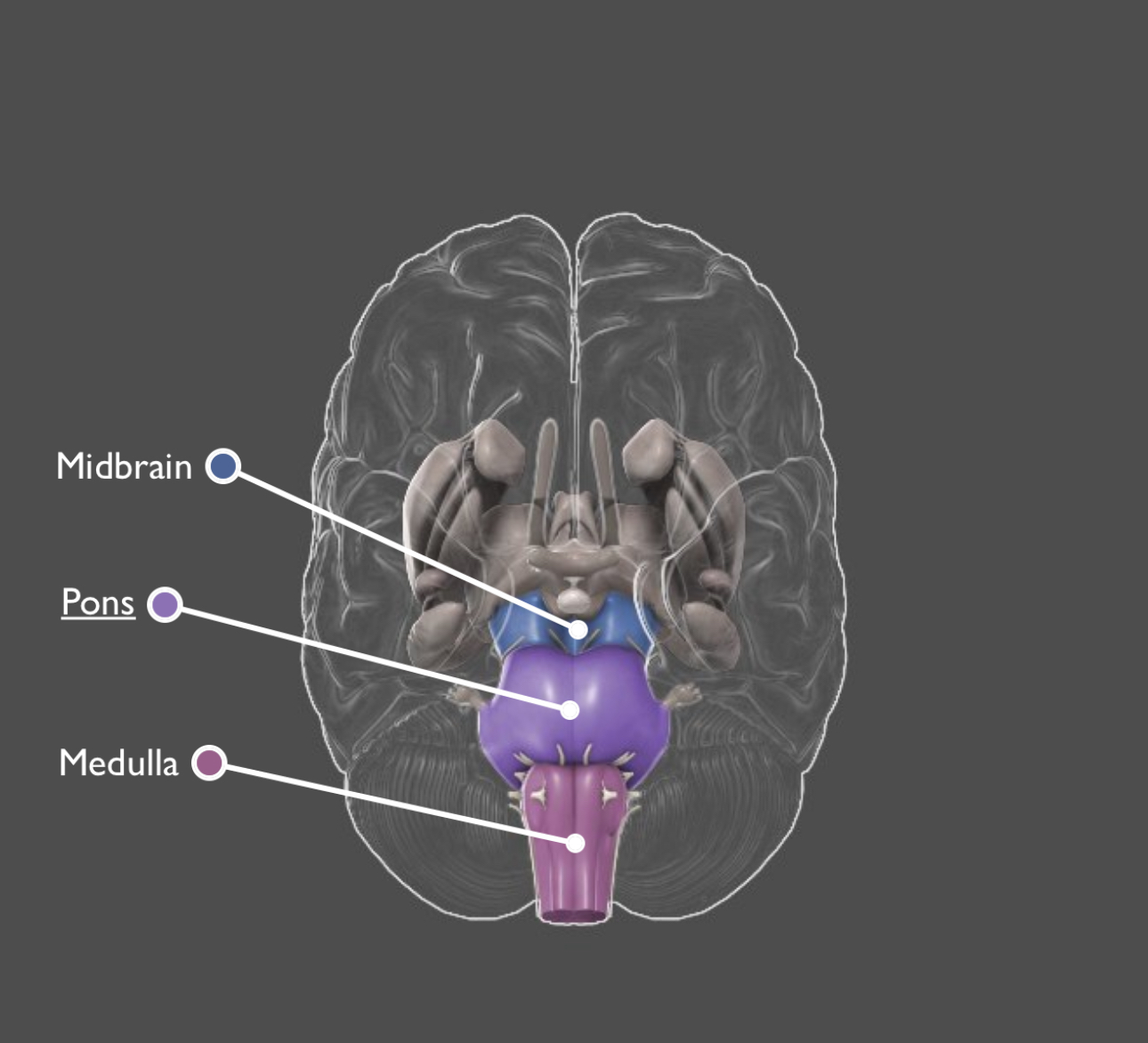 Brain Stems